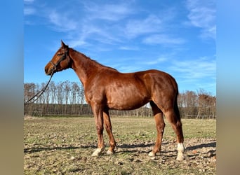 Polish Halfbred, Mare, 4 years, 17 hh, Chestnut-Red