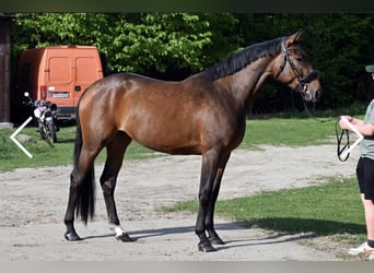 Polish Halfbred, Mare, 4 years, Brown-Light