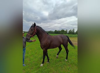 Polish Halfbred, Mare, 4 years, Smoky-Black