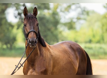 Polish Halfbred, Mare, 5 years, 15,2 hh, Smoky-Black