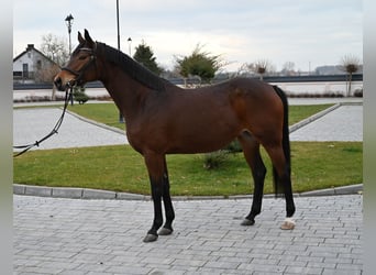 Polish Halfbred, Mare, 5 years, 15,3 hh, Brown