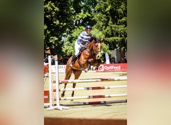 Polish Halfbred, Mare, 5 years, 16.1 hh, Bay