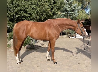 Polnisches Halbblut, Stute, 5 Jahre, 16,2 hh, Fuchs