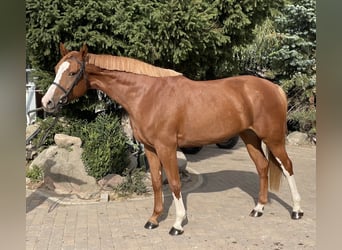 Polnisches Halbblut, Stute, 5 Jahre, 16,2 hh, Fuchs