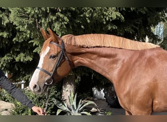 Polnisches Halbblut, Stute, 5 Jahre, 16,2 hh, Fuchs