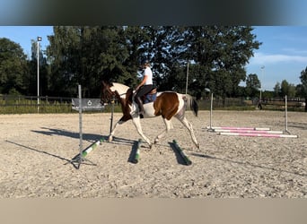 Polish Halfbred, Mare, 5 years, 16,3 hh, Pinto