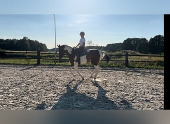 Polish Halfbred, Mare, 5 years, 16,3 hh, Pinto