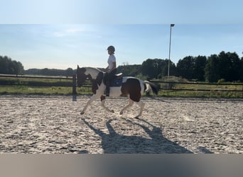 Polish Halfbred, Mare, 5 years, 16,3 hh, Pinto