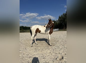 Polish Halfbred, Mare, 5 years, 16,3 hh, Pinto