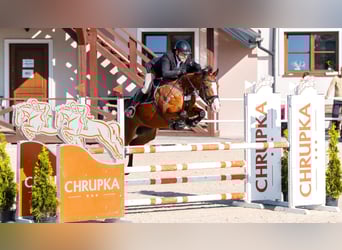 Polish Halfbred, Mare, 5 years, 16 hh, Bay