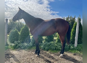 Polish Halfbred, Mare, 5 years, 16 hh, Brown