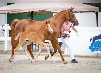 Polish Halfbred, Mare, 5 years, 16 hh, Chestnut-Red