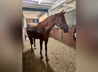 Polish Halfbred, Mare, 5 years, 16 hh, Chestnut-Red