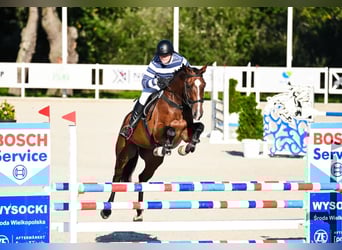 Polish Halfbred, Mare, 5 years, 16,1 hh, Bay