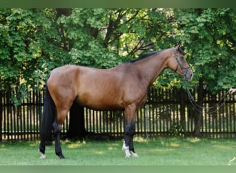 Polish Halfbred, Mare, 5 years, 16,1 hh, Bay