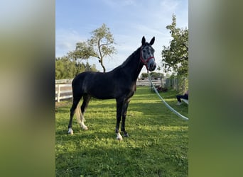 Polish Halfbred, Mare, 5 years, 16,1 hh, Grey
