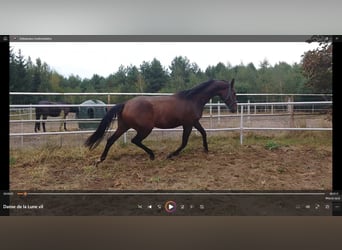 Polish Halfbred, Mare, 5 years, 17 hh, Bay