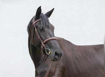 Polish Halfbred, Mare, 5 years, 17 hh, Black