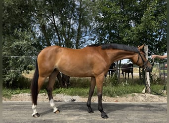 Polish Halfbred, Mare, 6 years, 15.3 hh, Bay