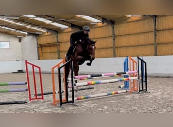 Polish Halfbred, Mare, 6 years, 15.3 hh, Bay