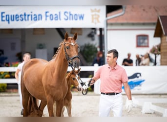 Polish Halfbred, Mare, 6 years, 15,3 hh, Chestnut-Red