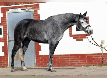 Polish Halfbred, Mare, 6 years, 15,3 hh, Gray