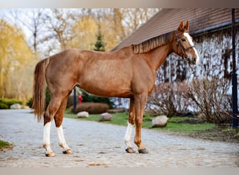 Polish Halfbred, Mare, 6 years, 15,2 hh, Chestnut-Red