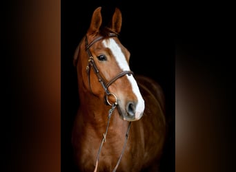 Polish Halfbred, Mare, 6 years, 15,2 hh, Chestnut-Red
