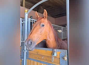 Polish Halfbred Mix, Mare, 6 years, 16,1 hh, Brown-Light