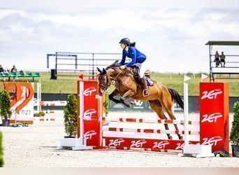 Polish Halfbred, Mare, 6 years, 16 hh, Bay