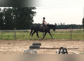 Polish Halfbred, Mare, 6 years, 16 hh, Black