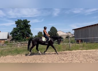 Polnisches Halbblut, Stute, 6 Jahre, 16 hh, Rappe