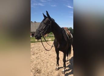 Polish Halfbred, Mare, 6 years, 16 hh, Black