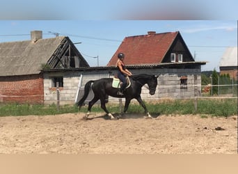 Polish Halfbred, Mare, 6 years, 16 hh, Black