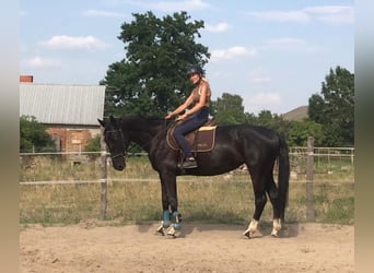 Polish Halfbred, Mare, 6 years, 16 hh, Black