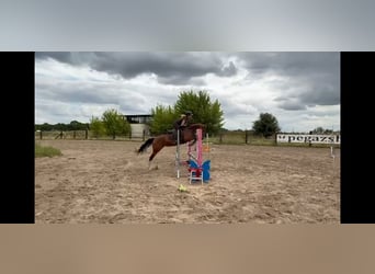 Polish Halfbred, Mare, 6 years, 16 hh, Brown