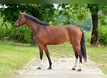 Polish Halfbred, Mare, 6 years, 16 hh, Brown