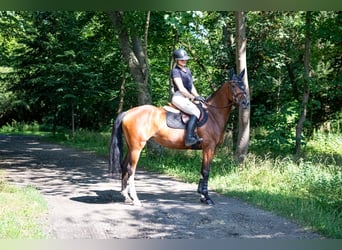 Polish Halfbred, Mare, 6 years, 16 hh, Brown