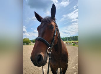 Polish Halfbred, Mare, 6 years, 16,1 hh, Smoky-Black