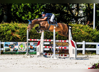 Polish Halfbred, Mare, 6 years, 17 hh, Brown