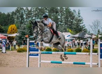 Polish Halfbred, Mare, 6 years, 17 hh, Gray-Dapple