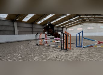 Polish Halfbred, Mare, 6 years, Bay