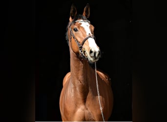 Polish Halfbred, Mare, 6 years, Bay