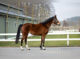 Polish Halfbred, Mare, 6 years, Brown
