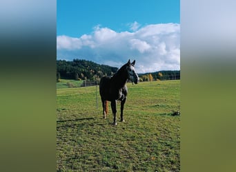 Polish Halfbred, Mare, 7 years, 14.2 hh, Black