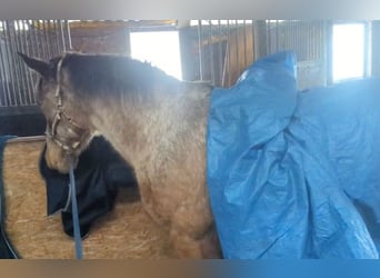 Polish Halfbred Mix, Mare, 7 years, 15.2 hh, Roan-Bay