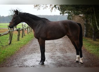 Polish Halfbred, Mare, 7 years, 16,1 hh, Bay-Dark