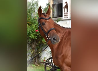 Polish Halfbred, Mare, 7 years, 16.1 hh, Chestnut-Red