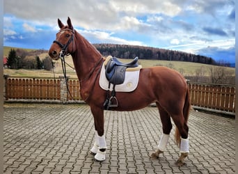Polish Halfbred, Mare, 7 years, 16.1 hh, Chestnut-Red
