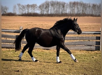 Polish Halfbred, Mare, 7 years, 16 hh, Black